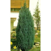 Кипарисовик Елвуді 